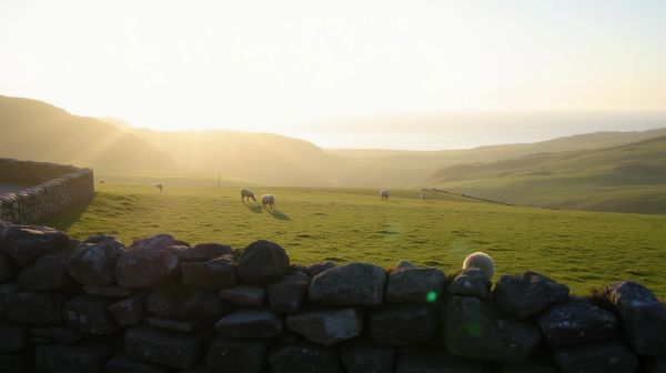 Pourquoi le pré-fibrage est essentiel dans les Côtes-d'Armor